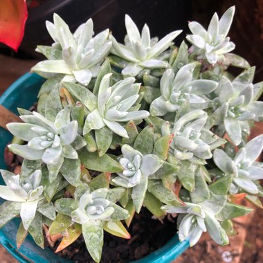 Dudleya gnoma 'White Sprite'