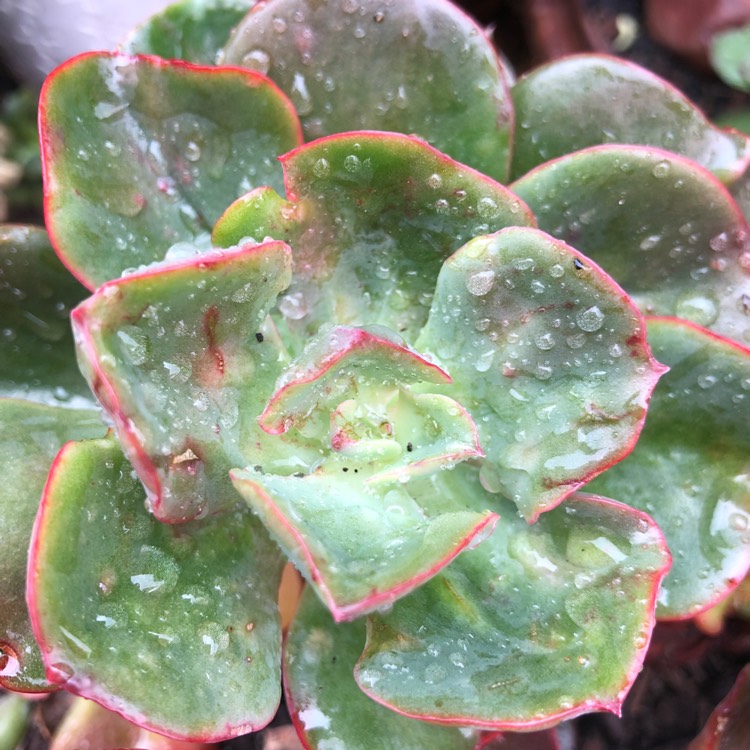 Plant image Echeveria Contempo