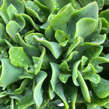 Crassula 'Blue Waves'