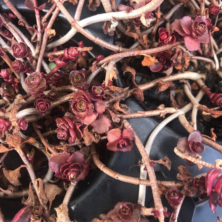 Plant image Sedum Spurium 'Voodoo'