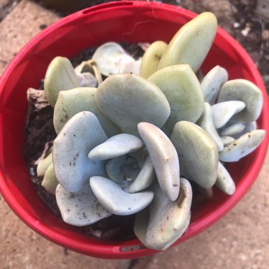 xGraptoveria Margaret Rose