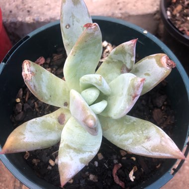 Echeveria Colorata