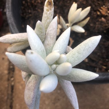 Senecio Haworthii