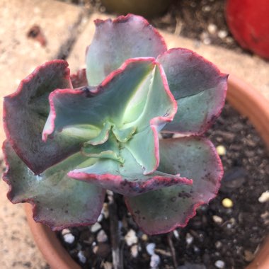 Echeveria Fire and Ice