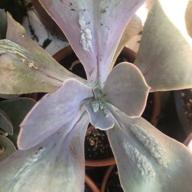 Echeveria Gibbiflora x Caronculata