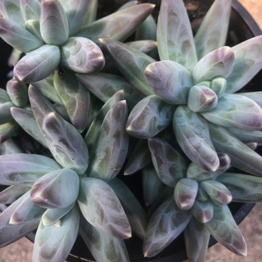 Pachyphytum compactum