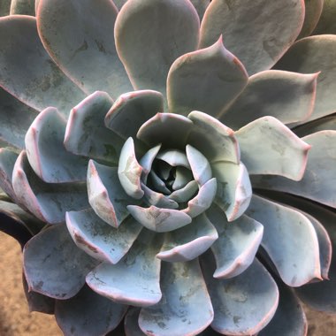 Echeveria Bifida