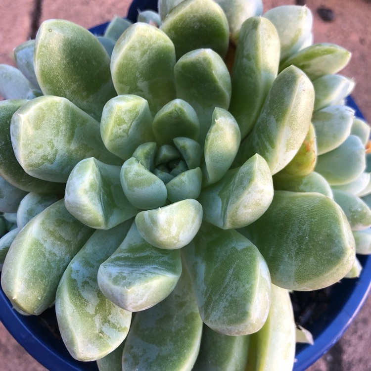 Plant image Echeveria Albicans