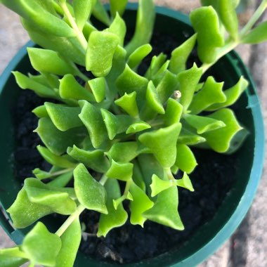 Cotyledon Papillaris