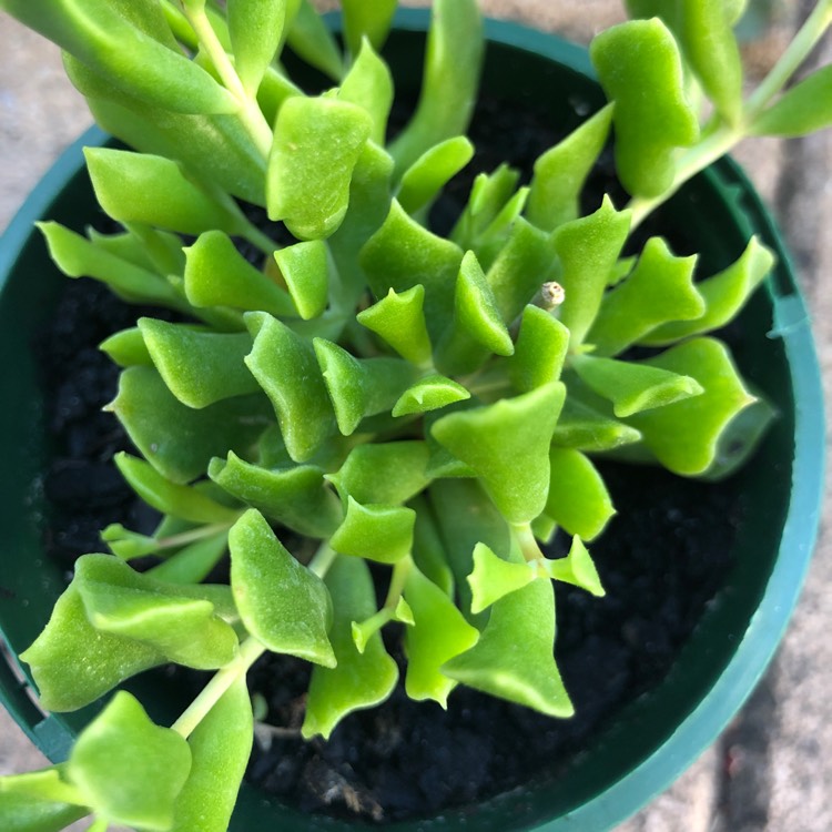 Plant image Cotyledon Papillaris