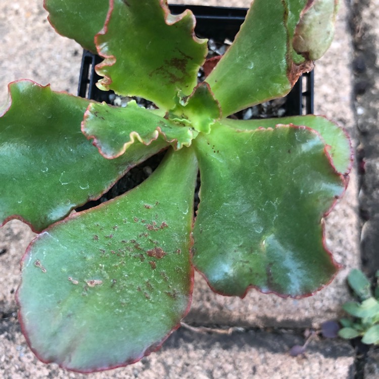 Plant image Echeveria Katella IV