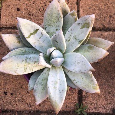 Echeveria Colorata