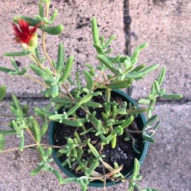 Mesembryanthemum crystallinum 'Pigface Red'