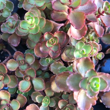 Sedum Spurium 'Voodoo'