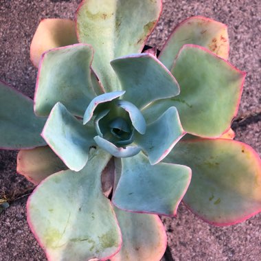 Echeveria Powder Blue