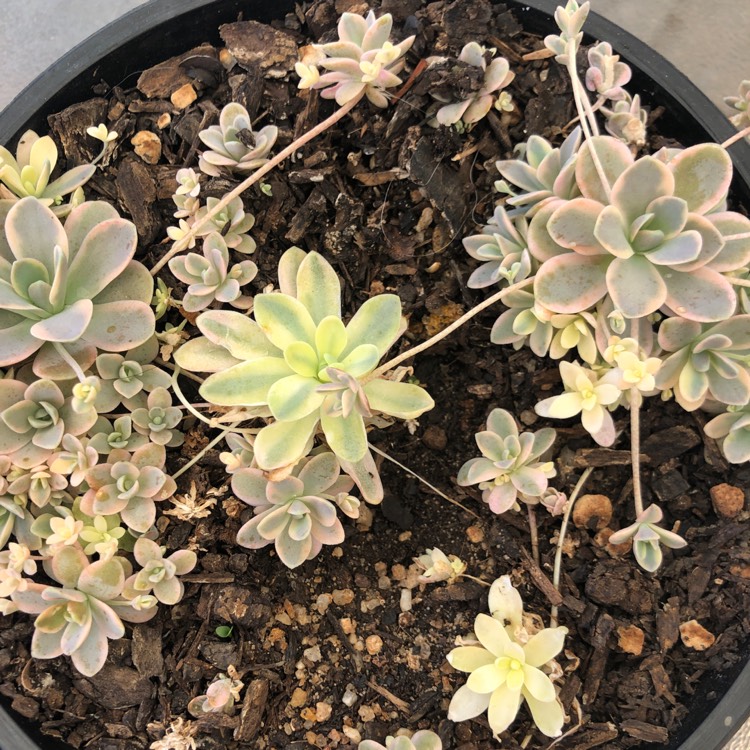 Plant image Orostachys Boehmeri Variegata