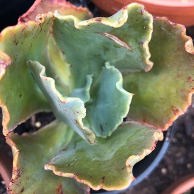 Echeveria Etna