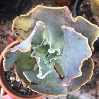 Echeveria Pastel