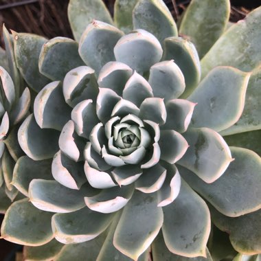 Echeveria Violet Queen