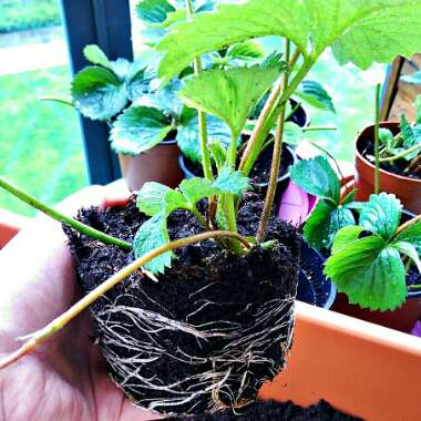 Fragaria x ananassa 'Elsanta'