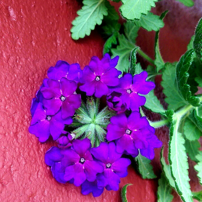 Plant image Verbena 'Empress Purple'