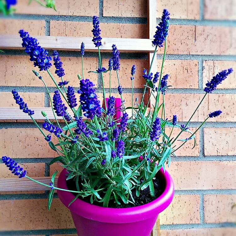 Plant image Lavandula stoechas 'Florvendula Deep Purple' (Little Bee Series) syn. Lavandula stoechas 'Little Bee Deep Purple'