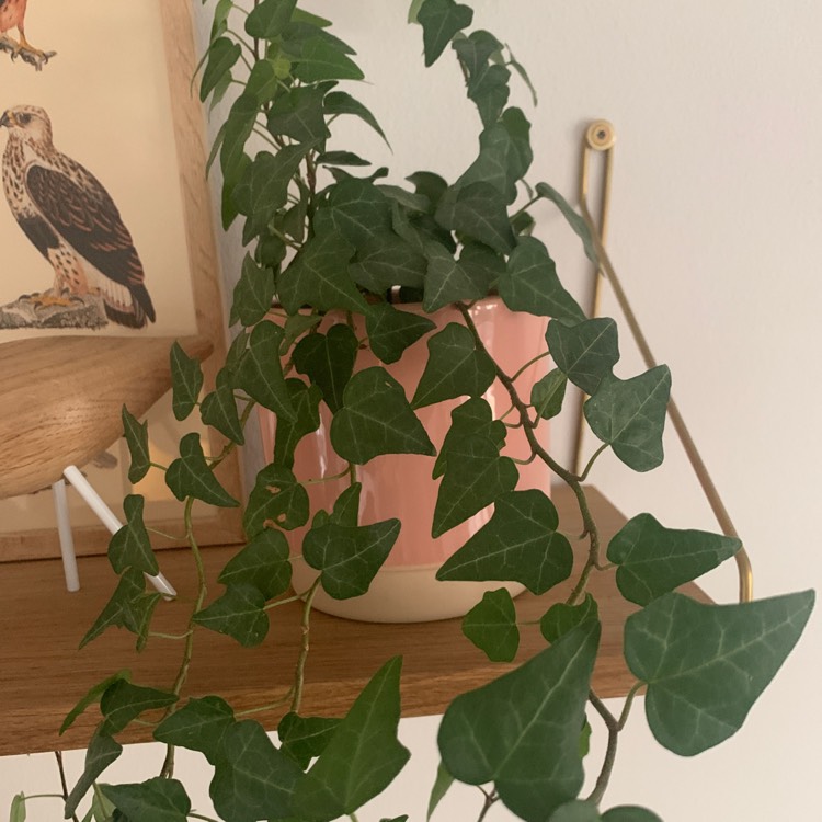 Plant image Hedera helix 'Curly Locks'