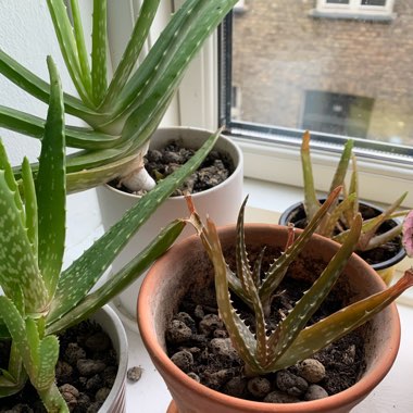 Aloe Vera