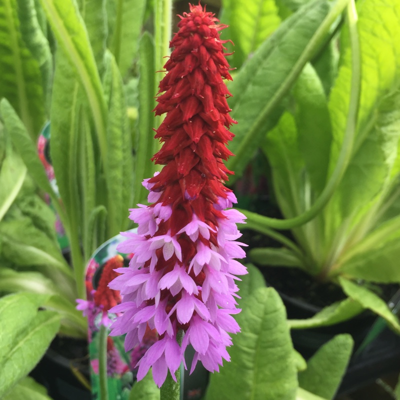 Primula vialii