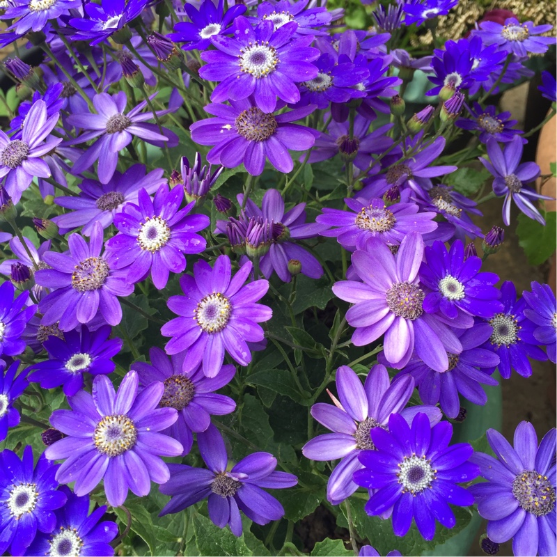 Pericallis x hybrida 'Sunseneribuba' (Senetti Series) syn. Pericallis 'Senetti Blue Bicolor'