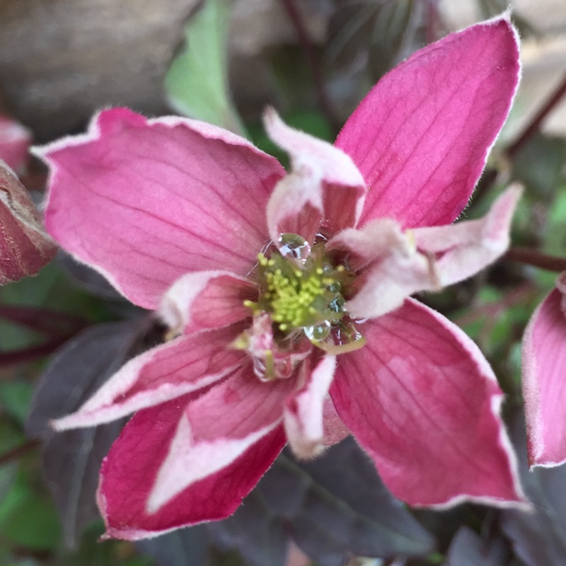 Clematis montana 'Broughton Star'