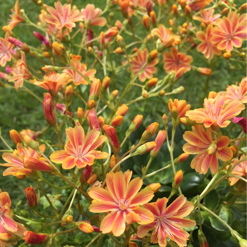 Lewisia 'Mountain Dreams'