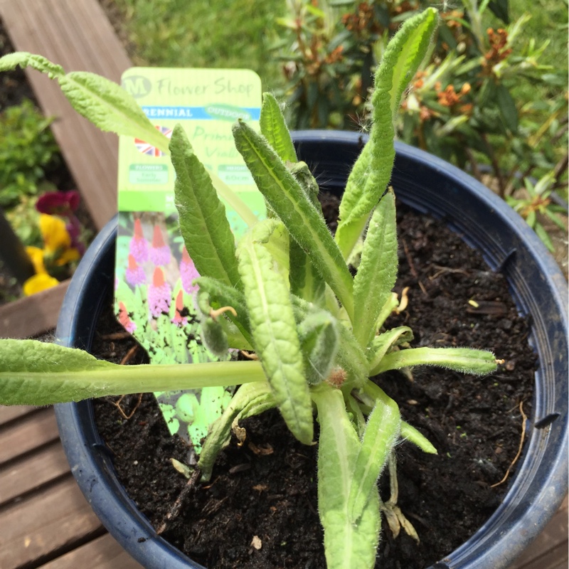 Primula vialii