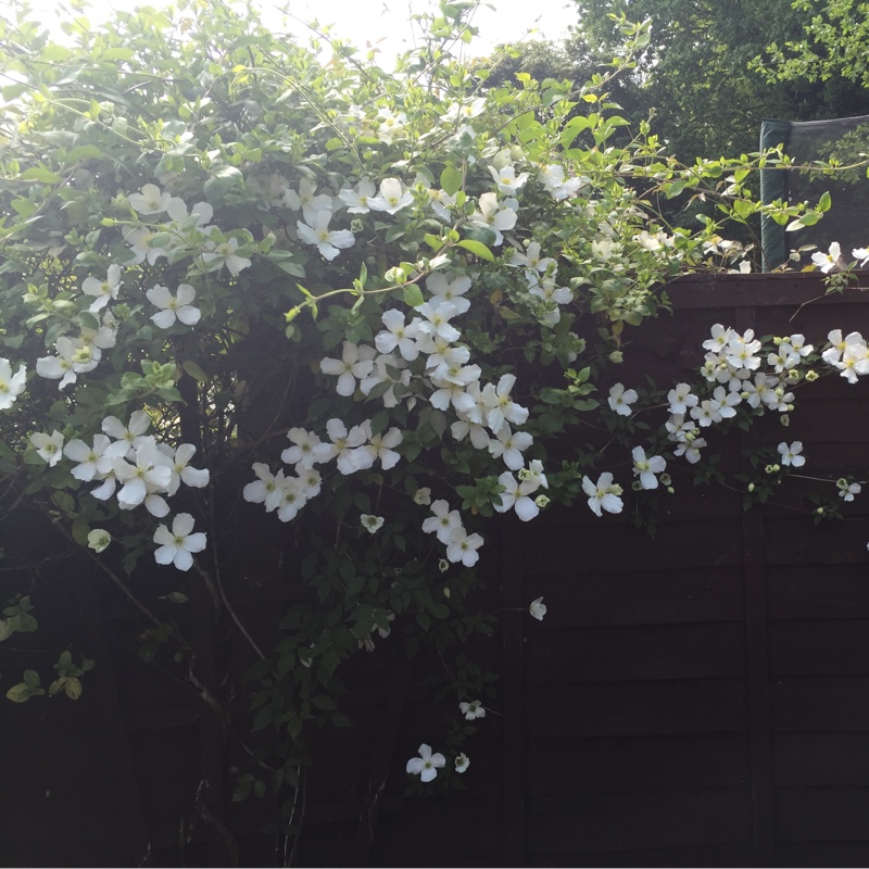 Plant image Clematis montana 'Miss Christine'