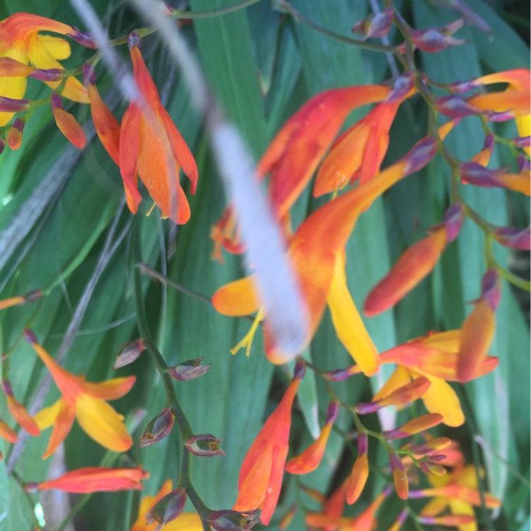 Plant image Crocosmia x crocosmiiflora 'Twilight Fairy Gold'