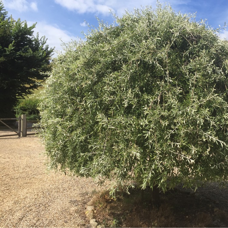 Plant image Pyrus salicifolia 'Pendula'