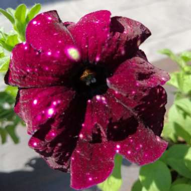 Petunia 'Lightning Sky'