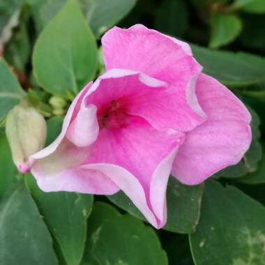 Impatiens walleriana 'Dezire Pink'