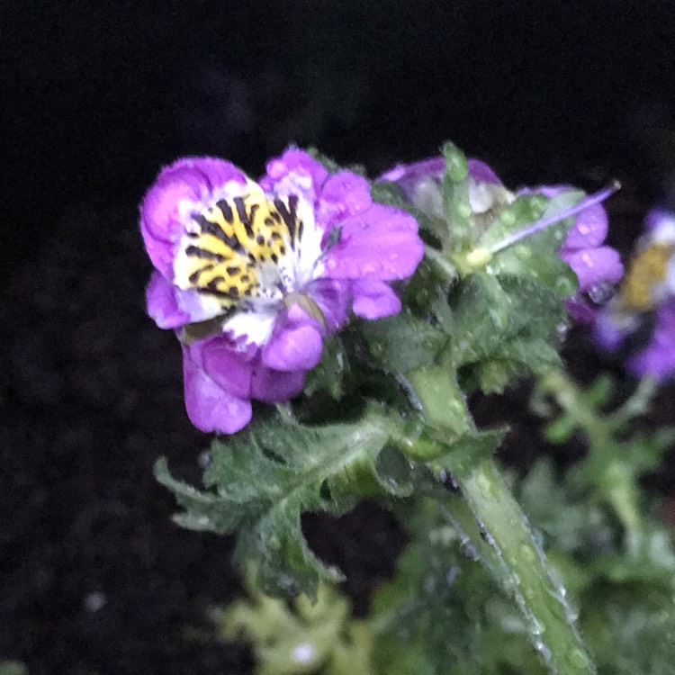 Plant image Schizanthus pinnatus