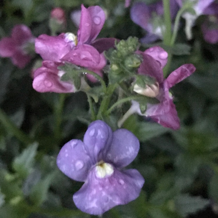 Plant image Nemesia 'Framboise'