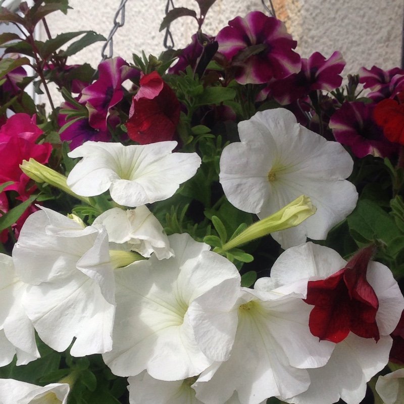 Plant image Petunia 'Frenzy Mix'