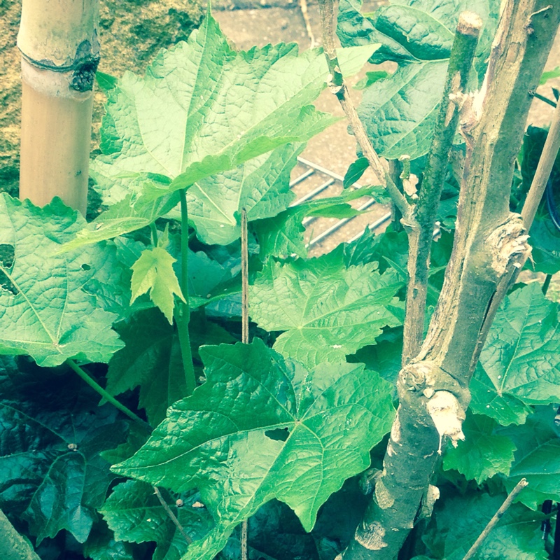 Plant image Hibiscus tiliaceus