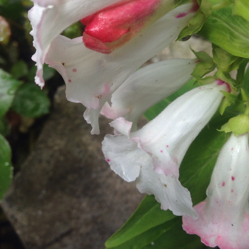 Plant image Penstemon phoenix 'Appleblossom'