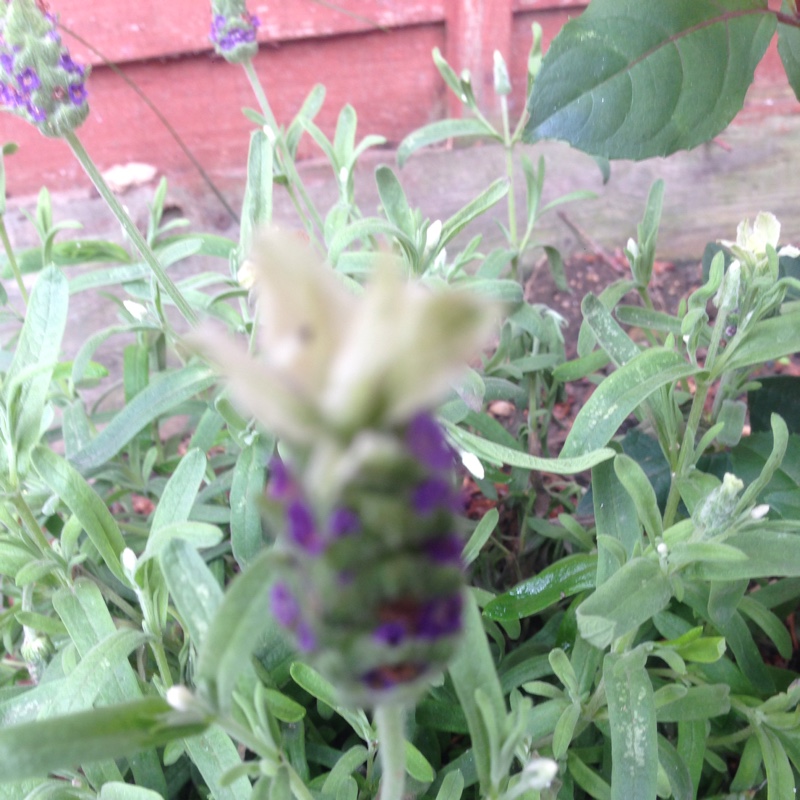 Plant image Lavandula stoechas 'Bentley' syn. Lavandula stoechas 'With Love'