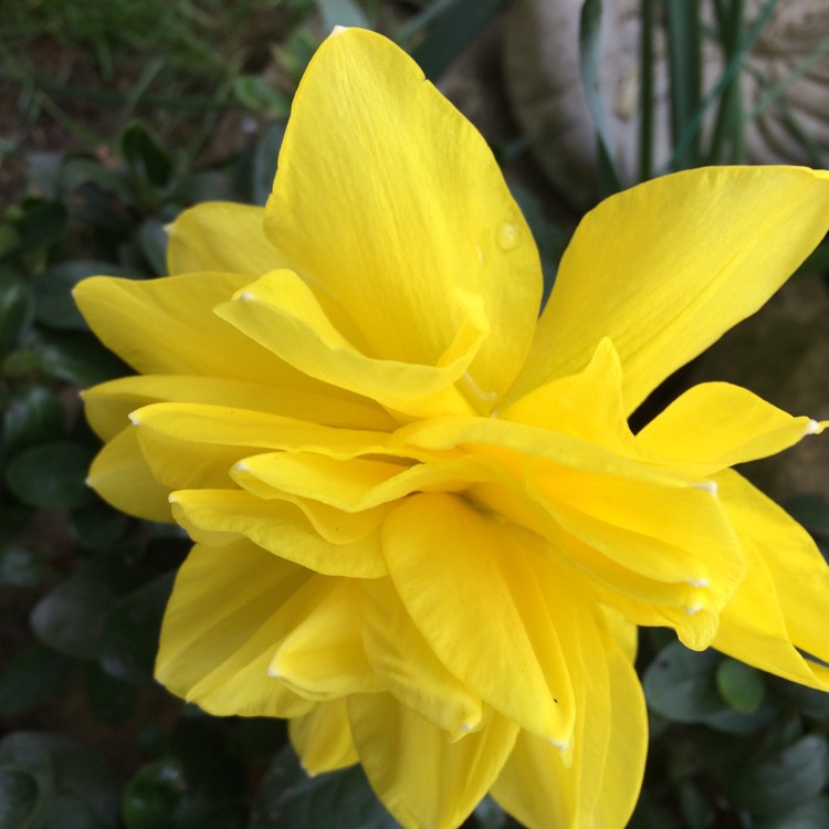 Plant image Narcissus 'Double Campernelle'