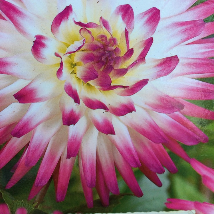 Plant image Dahlia 'Cha-Cha'