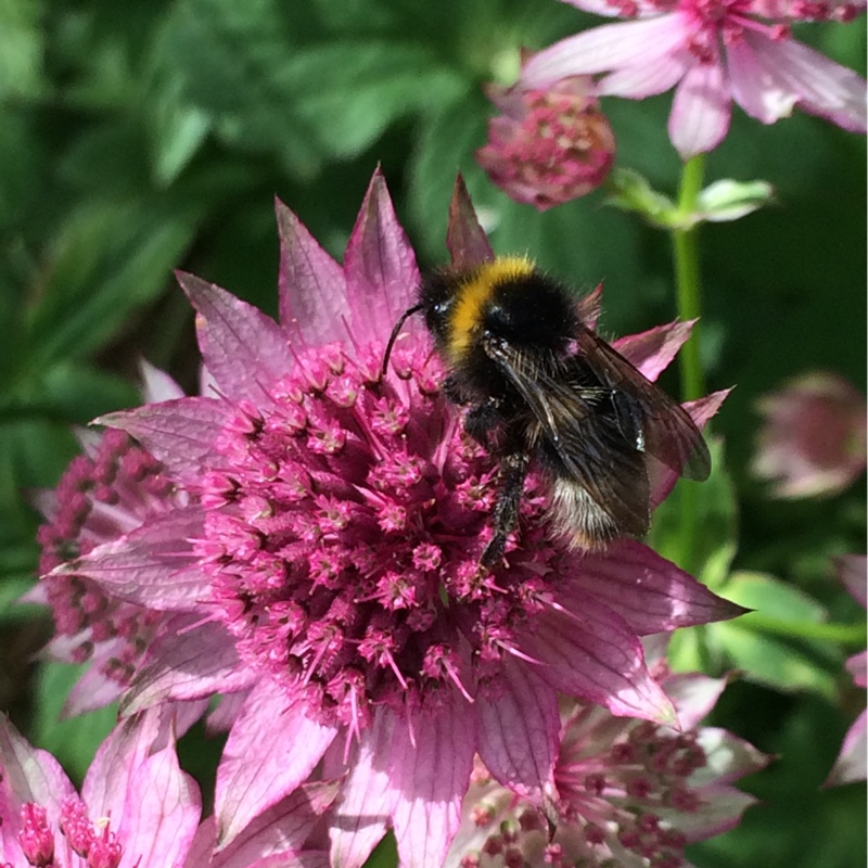 Plant image Astrantia 'Roma' syn. Astrantia major 'Roma'