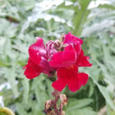 Antirrhinum