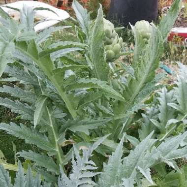 Globe Artichoke