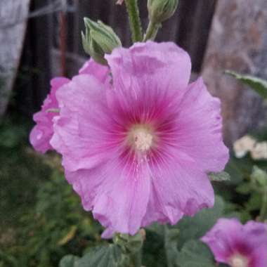 Hollyhock